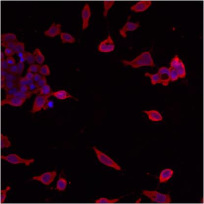 ERp57 Antibody in Immunocytochemistry (ICC/IF)