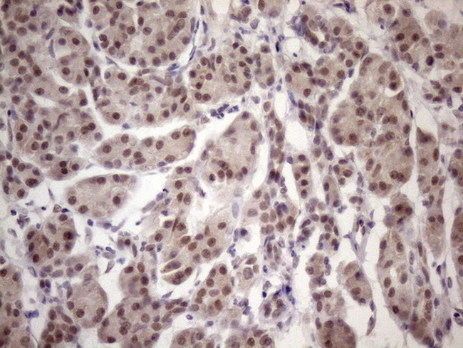 ESRRA Antibody in Immunohistochemistry (Paraffin) (IHC (P))