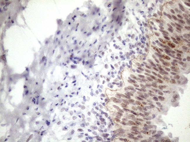 ESRRA Antibody in Immunohistochemistry (Paraffin) (IHC (P))