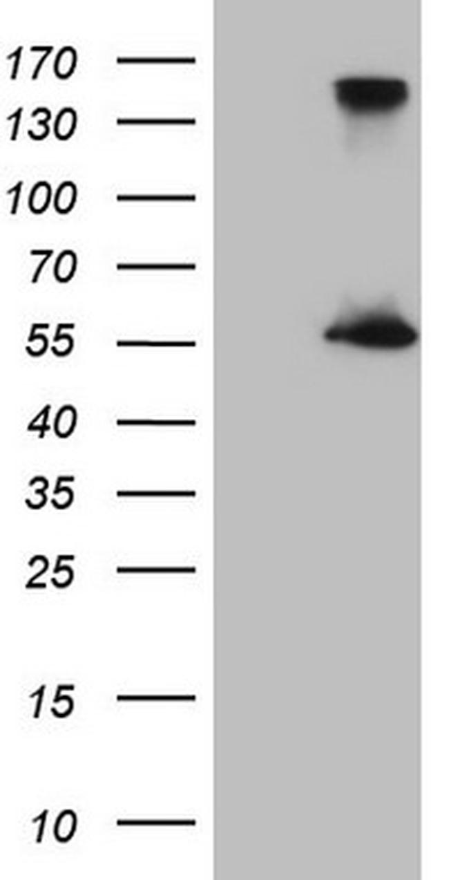 ESRRA Antibody in Western Blot (WB)