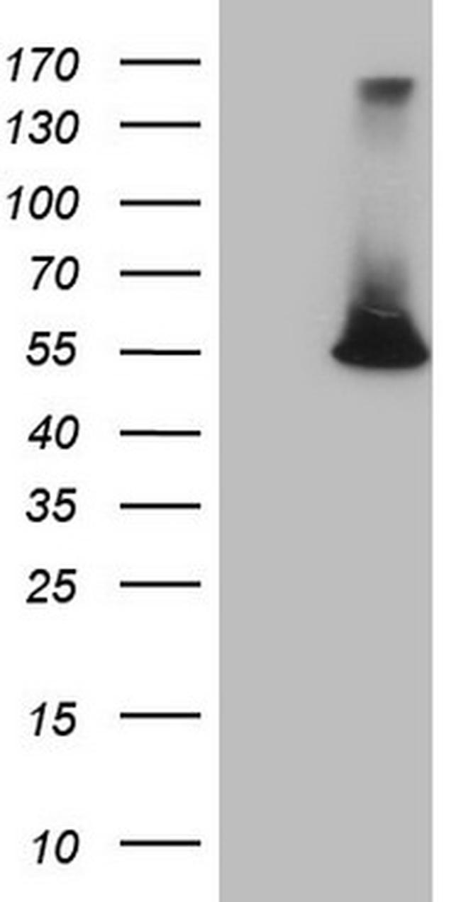 ESRRA Antibody in Western Blot (WB)