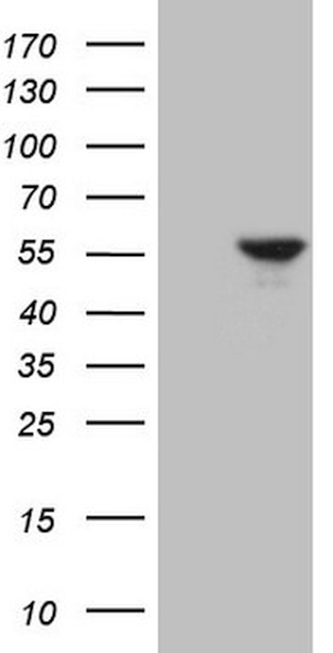 ESRRA Antibody in Western Blot (WB)