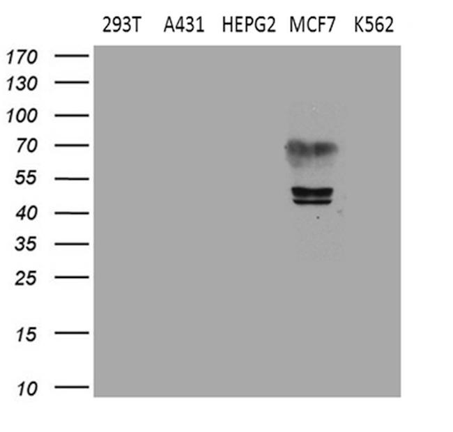 ESRRA Antibody in Western Blot (WB)