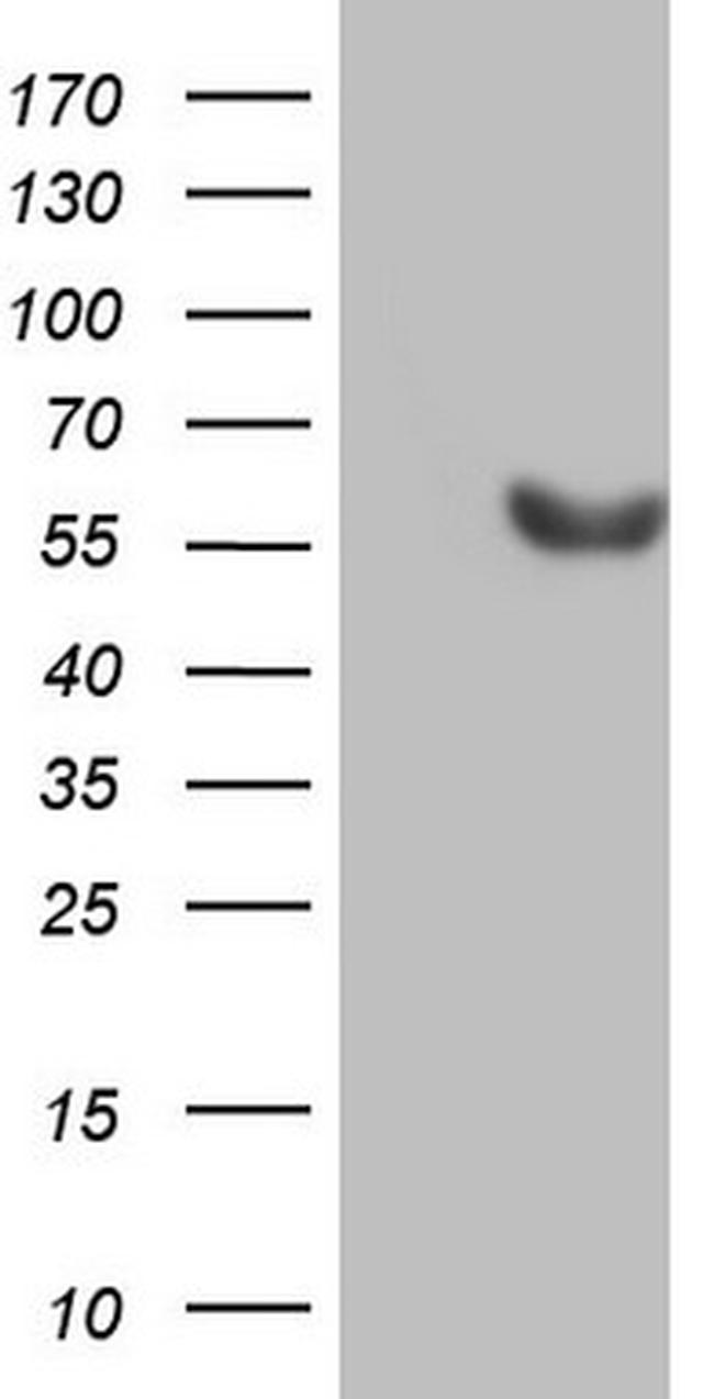 ESRRB Antibody in Western Blot (WB)