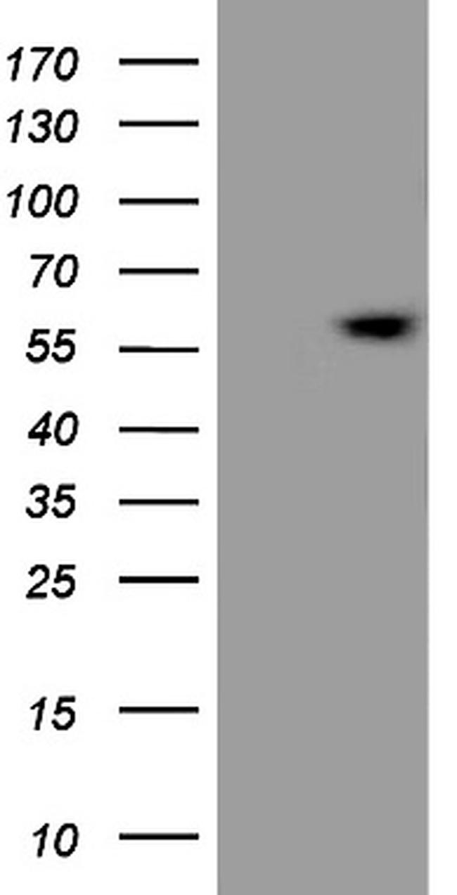 ESRRB Antibody in Western Blot (WB)