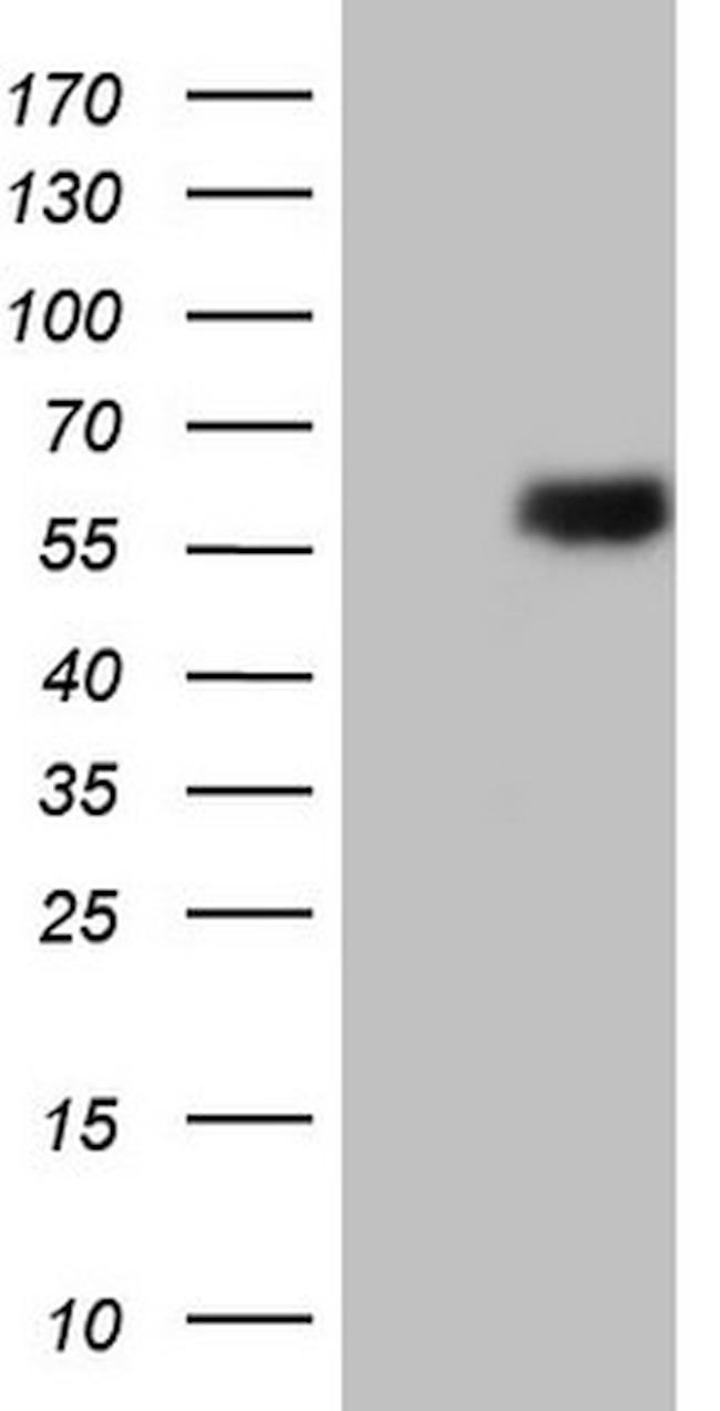 ESRRB Antibody in Western Blot (WB)