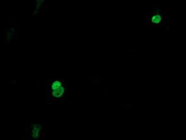 ESRRG Antibody in Immunocytochemistry (ICC/IF)