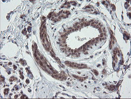 ESRRG Antibody in Immunohistochemistry (Paraffin) (IHC (P))