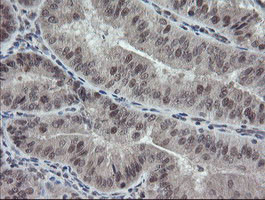 ESRRG Antibody in Immunohistochemistry (Paraffin) (IHC (P))