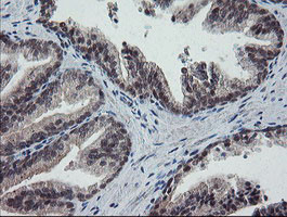 ESRRG Antibody in Immunohistochemistry (Paraffin) (IHC (P))