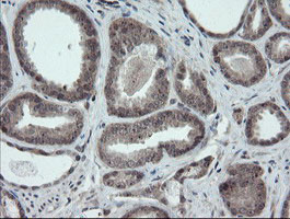 ESRRG Antibody in Immunohistochemistry (Paraffin) (IHC (P))