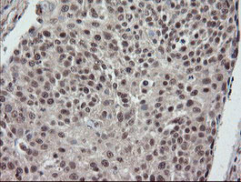 ESRRG Antibody in Immunohistochemistry (Paraffin) (IHC (P))