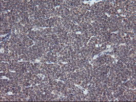 ESRRG Antibody in Immunohistochemistry (Paraffin) (IHC (P))