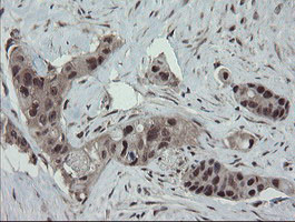 ESRRG Antibody in Immunohistochemistry (Paraffin) (IHC (P))