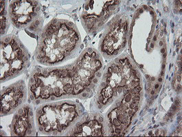 ESRRG Antibody in Immunohistochemistry (Paraffin) (IHC (P))