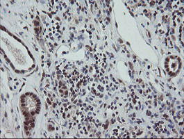 ESRRG Antibody in Immunohistochemistry (Paraffin) (IHC (P))