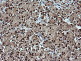 ESRRG Antibody in Immunohistochemistry (Paraffin) (IHC (P))