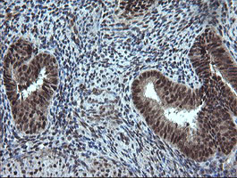 ESRRG Antibody in Immunohistochemistry (Paraffin) (IHC (P))