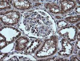 ESRRG Antibody in Immunohistochemistry (Paraffin) (IHC (P))