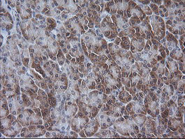 ETS2 Antibody in Immunohistochemistry (Paraffin) (IHC (P))