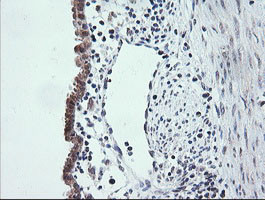 ETS2 Antibody in Immunohistochemistry (Paraffin) (IHC (P))