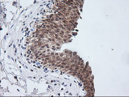 ETS2 Antibody in Immunohistochemistry (Paraffin) (IHC (P))