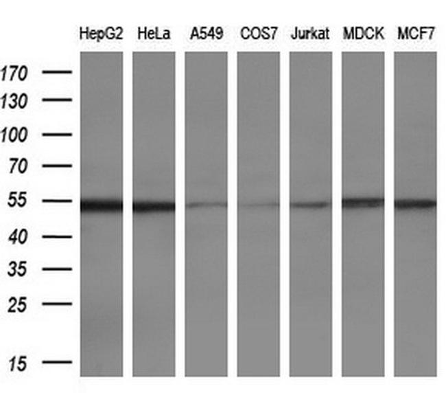 ETS2 Antibody in Western Blot (WB)