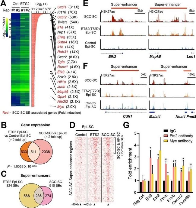 ETS2 Antibody in ChIP Assay (ChIP)