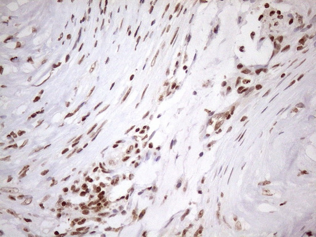 EXOSC1 Antibody in Immunohistochemistry (Paraffin) (IHC (P))