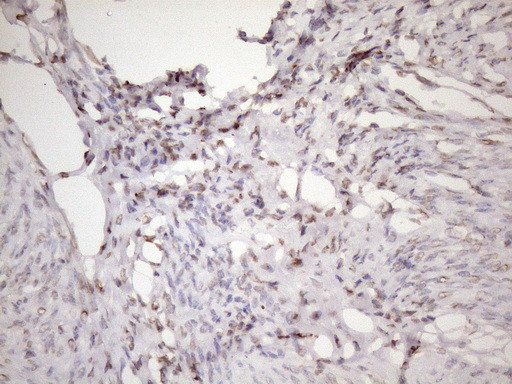 EXOSC1 Antibody in Immunohistochemistry (Paraffin) (IHC (P))