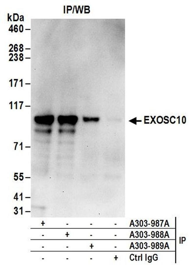 EXOSC10 Antibody in Western Blot (WB)