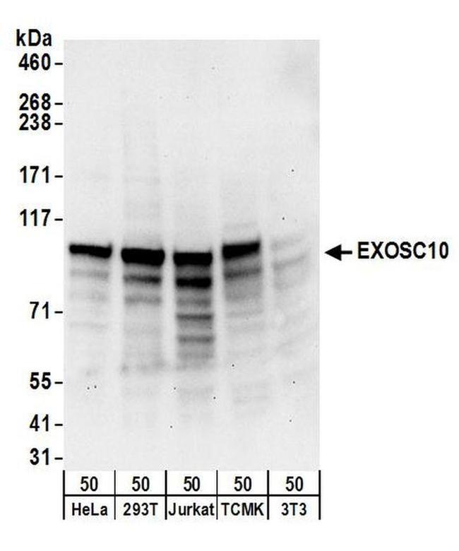 EXOSC10 Antibody in Western Blot (WB)