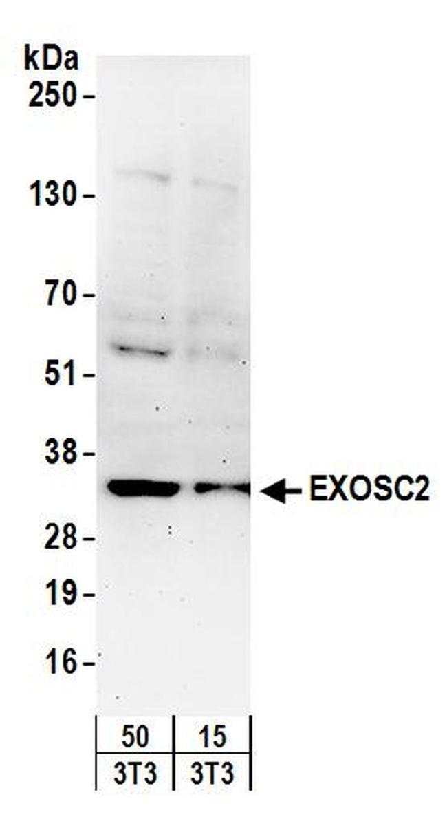 EXOSC2 Antibody in Western Blot (WB)