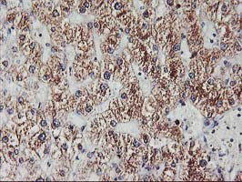 EXOSC7 Antibody in Immunohistochemistry (Paraffin) (IHC (P))