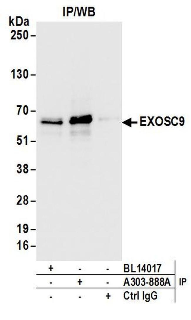 EXOSC9 Antibody in Western Blot (WB)