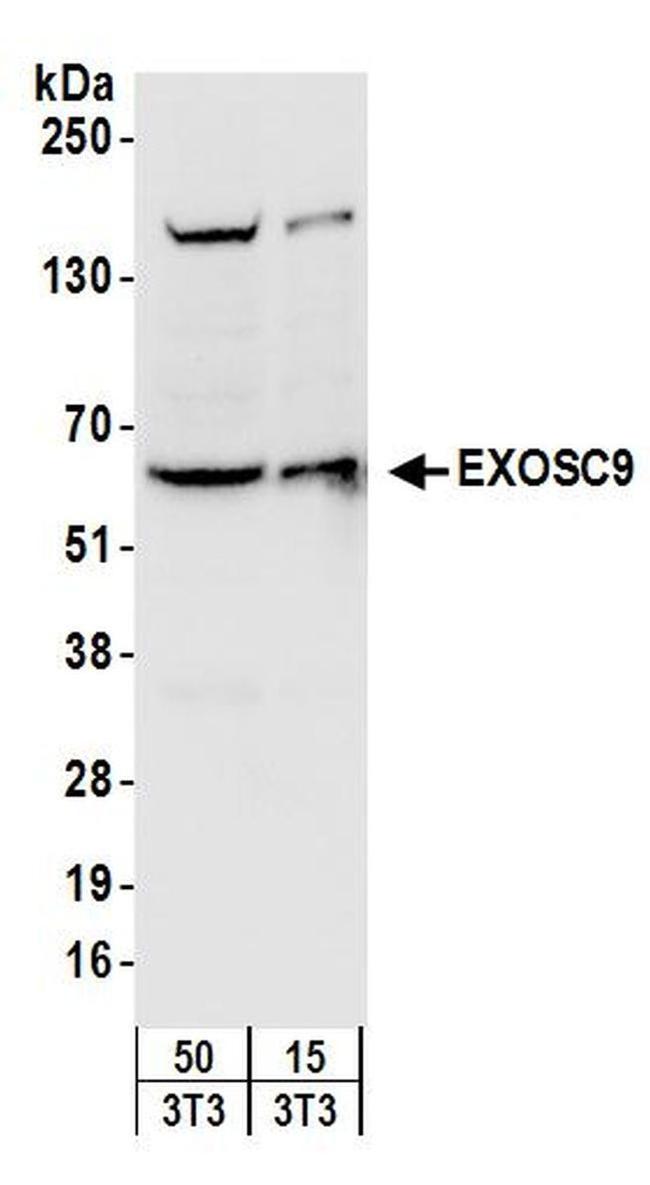 EXOSC9 Antibody in Western Blot (WB)