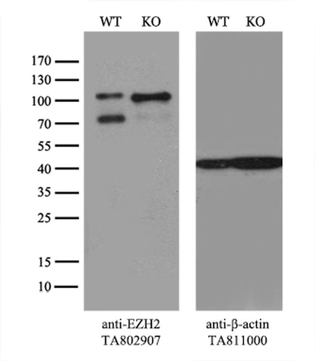 EZH2 Antibody in Western Blot (WB)