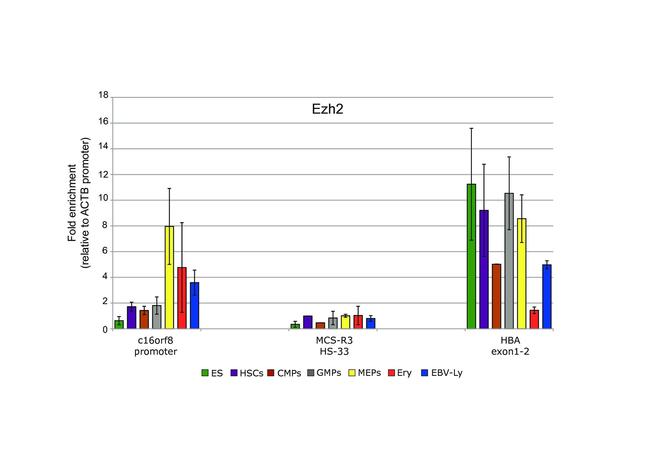 EZH2 Antibody in ChIP Assay (ChIP)