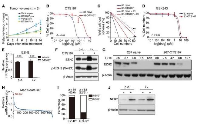 EZH2 Antibody in Western Blot (WB)