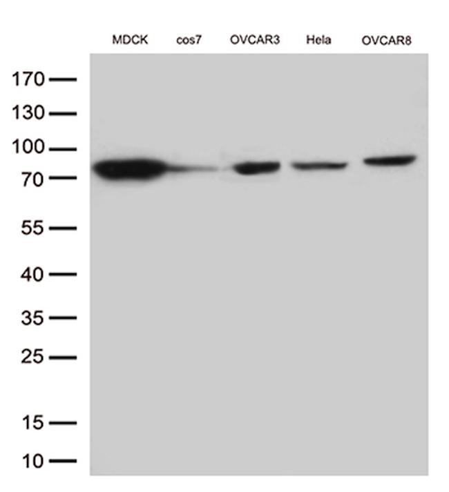 EZR Antibody in Western Blot (WB)