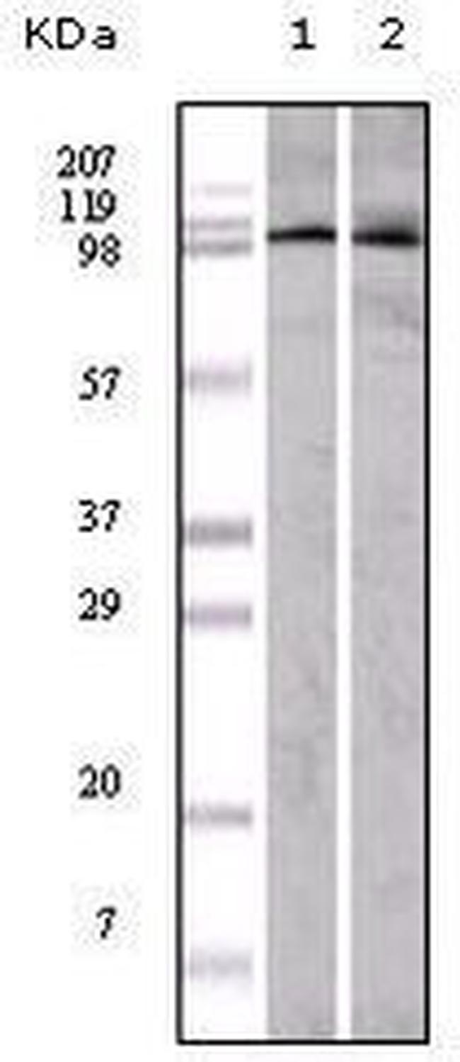 EphA1 Antibody in Western Blot (WB)