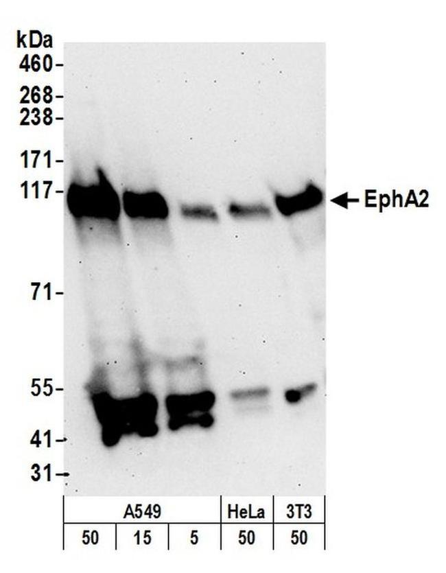 EphA2 Antibody in Western Blot (WB)