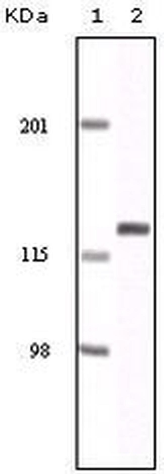 EphA2 Antibody in Western Blot (WB)