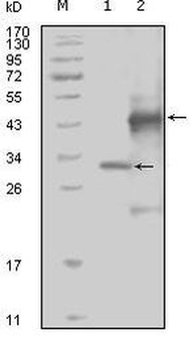 EphA4 Antibody in Western Blot (WB)