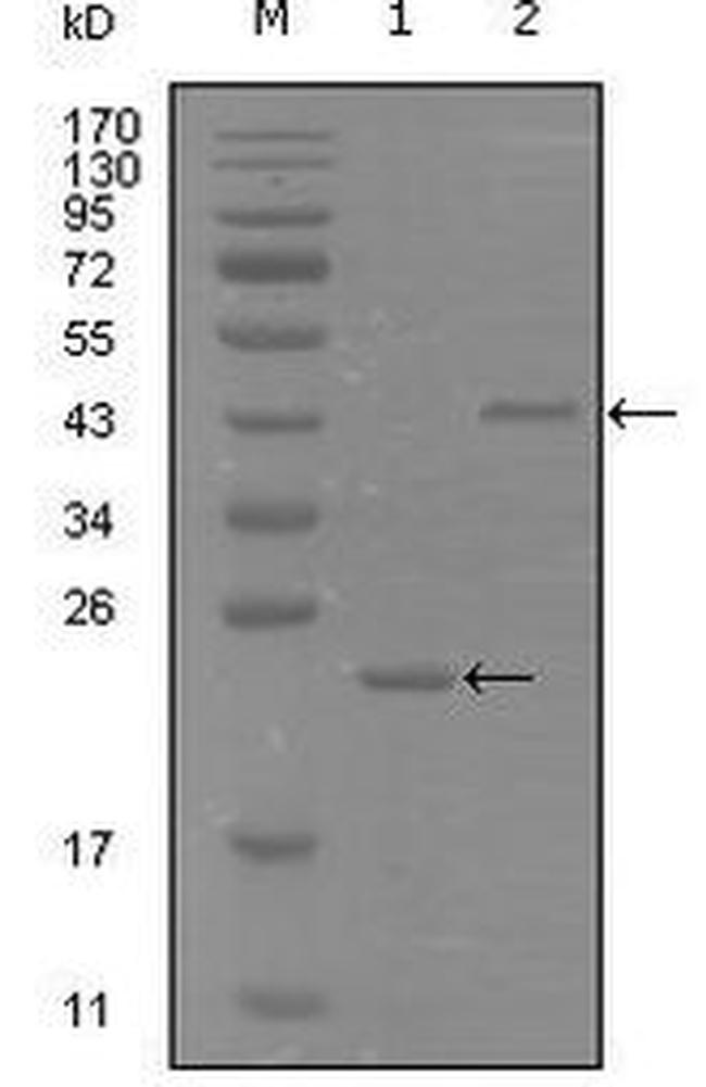 EphA8 Antibody in Western Blot (WB)