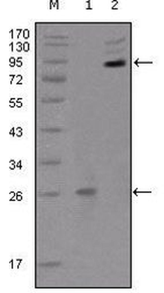 EphB2 Antibody in Western Blot (WB)