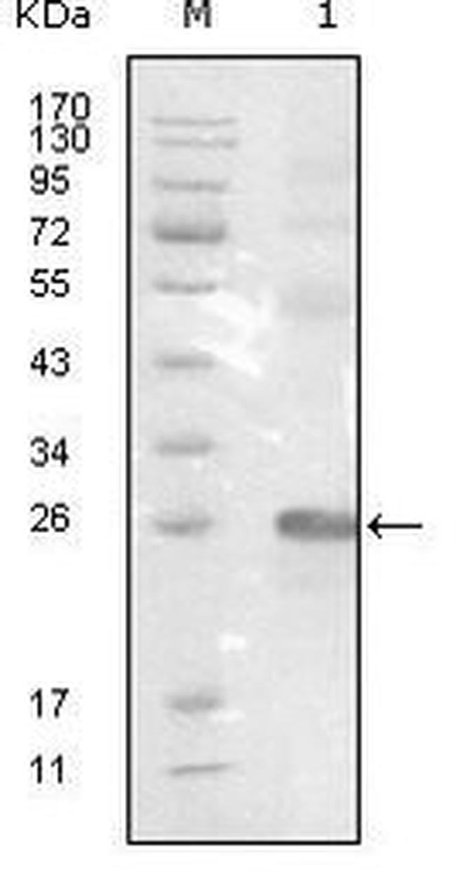 EphB3 Antibody in Western Blot (WB)