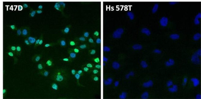 Estrogen Receptor alpha Antibody in Immunocytochemistry (ICC/IF)