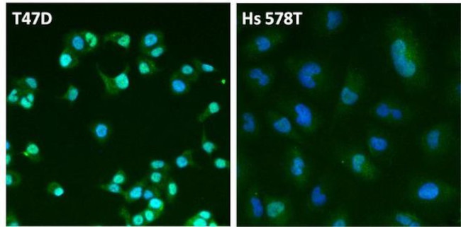 Estrogen Receptor alpha Antibody in Immunocytochemistry (ICC/IF)