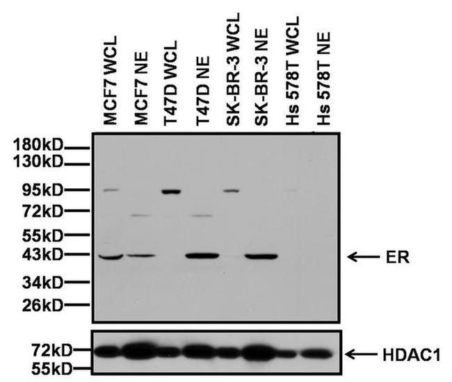 Estrogen Receptor alpha Antibody in Western Blot (WB)